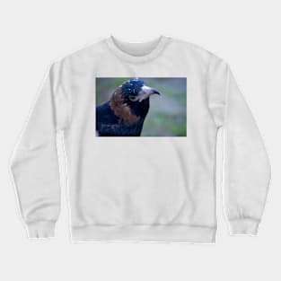 Buzzard Eye Crewneck Sweatshirt